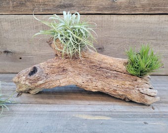 Exotic Natural Drift Wood Piece, Larger Unique Y Shaped Drift Wood Branch, Driftwood Crafts, Beach Decor, Terrarium Wood,  Driftwood Knot