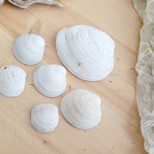 White Clam Shells, Set of 6, Beach Decor, Genuine Sea Shell, White Clam Shells from California Beaches, Beach Shells, California Sea Shells