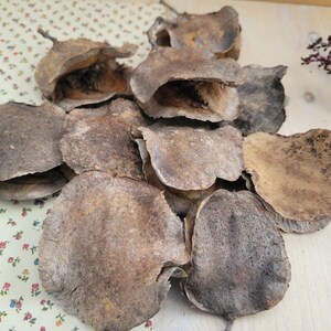 Jacaranda Seed Pods, Dried Seed Pods, Jacaranda Tree Dried Seed Pods, Natural Seed Pods, Rustic Craft Supplies, Dried Home Decor & Crafts, seed pods for table scatter, natural vase arrangements, dried floral arrangement supply, dried plant supply, cottage core design, grannie core design, boho natural decor, vase decor, natural bowl decor, rustic seed pods