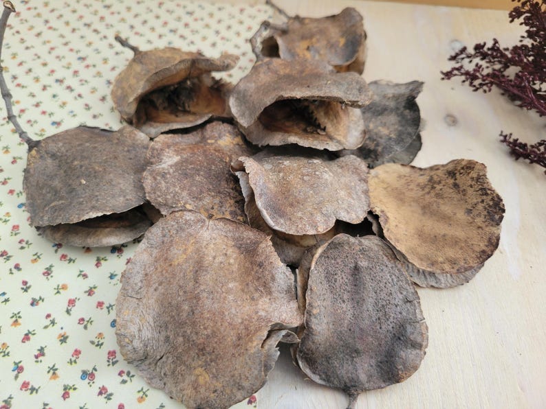 Jacaranda Seed Pods, Dried Seed Pods, Jacaranda Tree Dried Seed Pods, Natural Seed Pods, Rustic Craft Supplies, Dried Home Decor & Crafts, seed pods for table scatter, natural vase arrangements, dried floral arrangement supply, dried plant supply, cottage core design, grannie core design, boho natural decor, vase decor, natural bowl decor, rustic seed pods