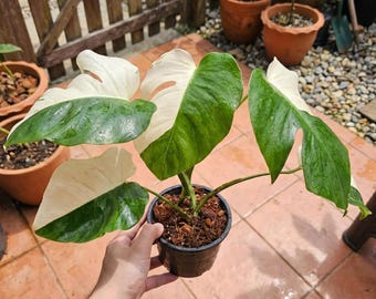 Halfmoon Variegated Monstera Albo Borsigiana | Potted Live Plant | Free Phytosanitary Certificate