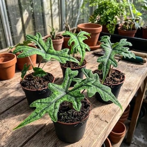 May include: Several Alocasia Jacklyn plants in black plastic pots, each featuring deeply lobed, arrow-shaped green leaves with prominent dark green to black veining and a textured surface, arranged on a wooden surface.