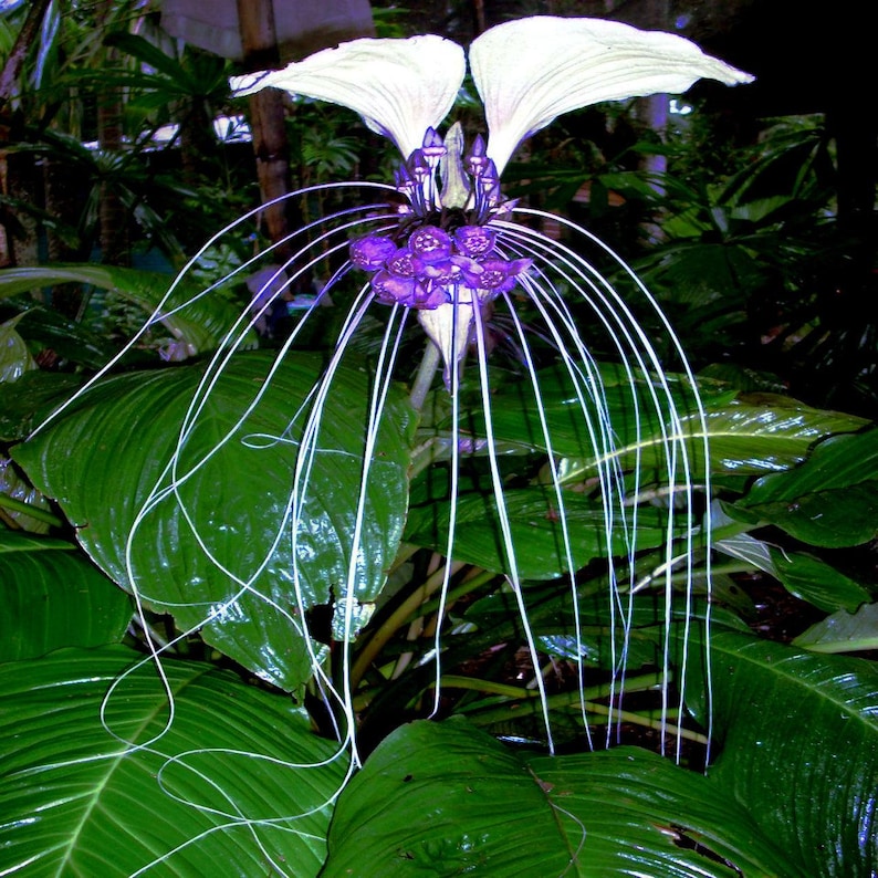 White Bat Flower Seeds (tacca Integrifolia) – Exotic Tropical Bat Plant ...
