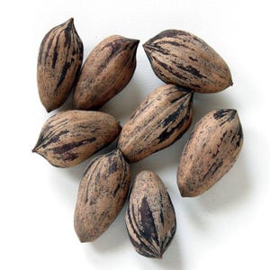 May include: A collection of eight whole pecans with elongated, oval shapes. Each nut features a light brown, woody shell with distinct, dark brown, vertical streaks and a pointed tip at one end, showcasing natural textures and patterns.