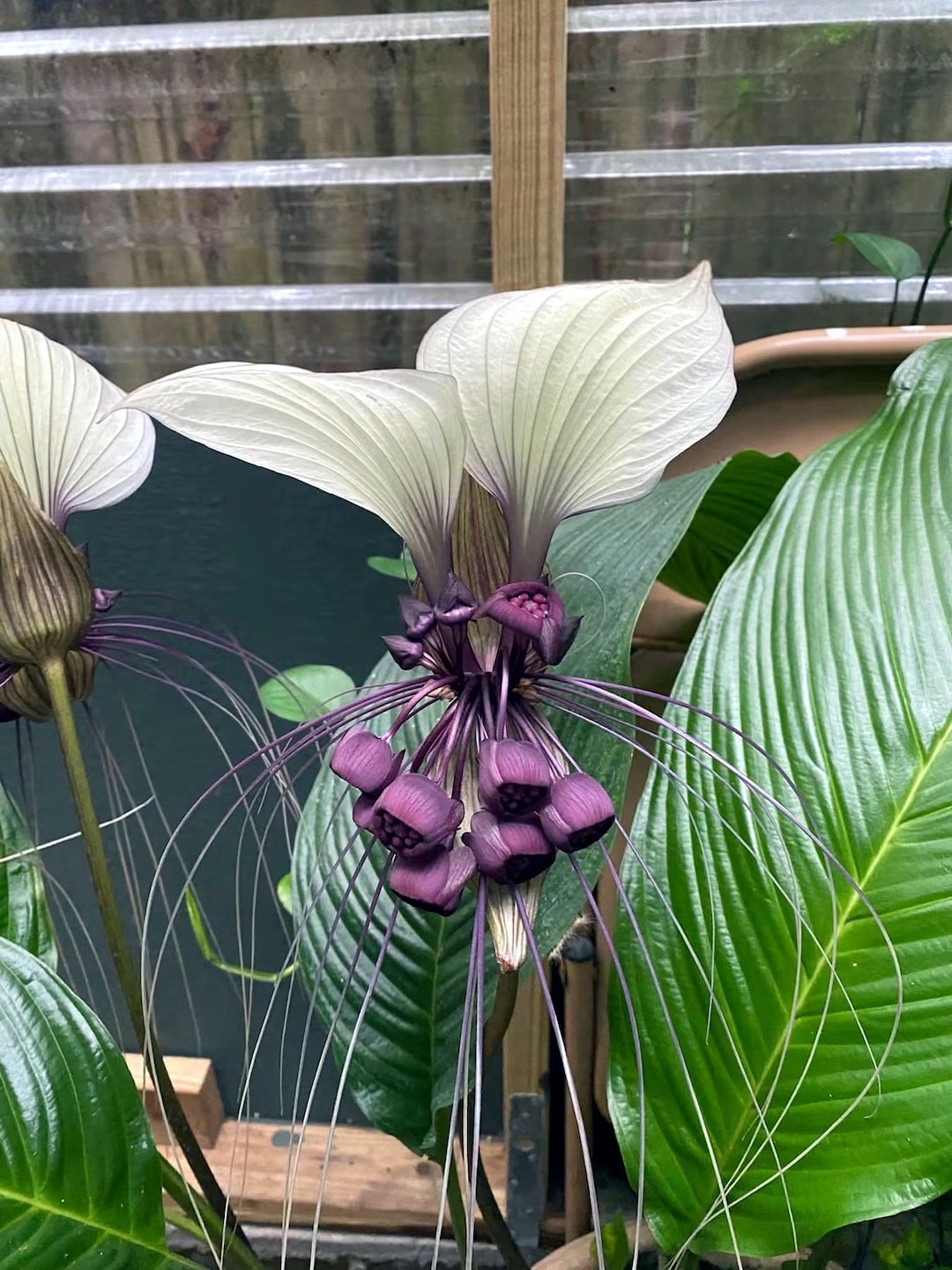 White Bat Flower Seeds (tacca Integrifolia) – Exotic Tropical Bat Plant ...