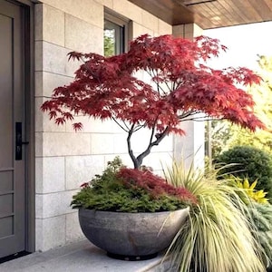 May include: A large, dark gray, bowl-shaped planter holds a vibrant Japanese maple tree with deep red, palmate leaves. Beneath the tree, low-growing green shrubs fill the container, while a tall, spiky, light green ornamental grass sits nearby.