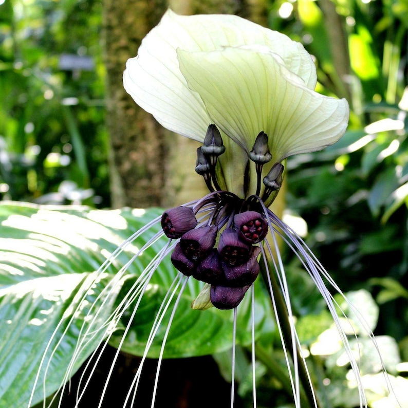 White Bat Flower Seeds (tacca Integrifolia) – Exotic Tropical Bat Plant ...