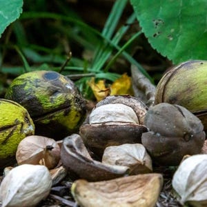 May include: A collection of hickory nuts in various stages of maturity, featuring green, fibrous husks that are splitting open to reveal the hard, light-colored, textured shells of the nuts inside, scattered among dark brown shell fragments.
