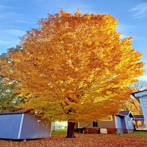 May include: A large deciduous tree with vibrant golden-yellow autumn foliage stands prominently in a yard. The tree features a dense, rounded canopy of leaves against a clear blue sky, with fallen leaves covering the ground below.