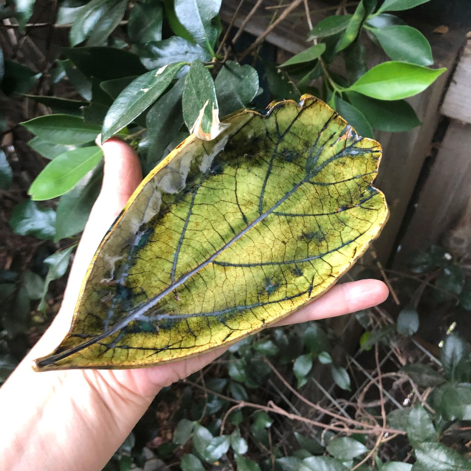 Avocado Leaf Dish Pottery Ceramic Handmade Green Leaf Soap Etsy