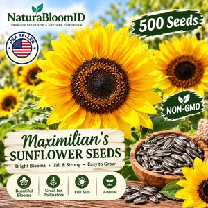 Maximilian's Sunflower Seeds | 500 Seeds | Helianthus Maximiliani Perennial Wildflower Seeds for Gardens & Landscaping