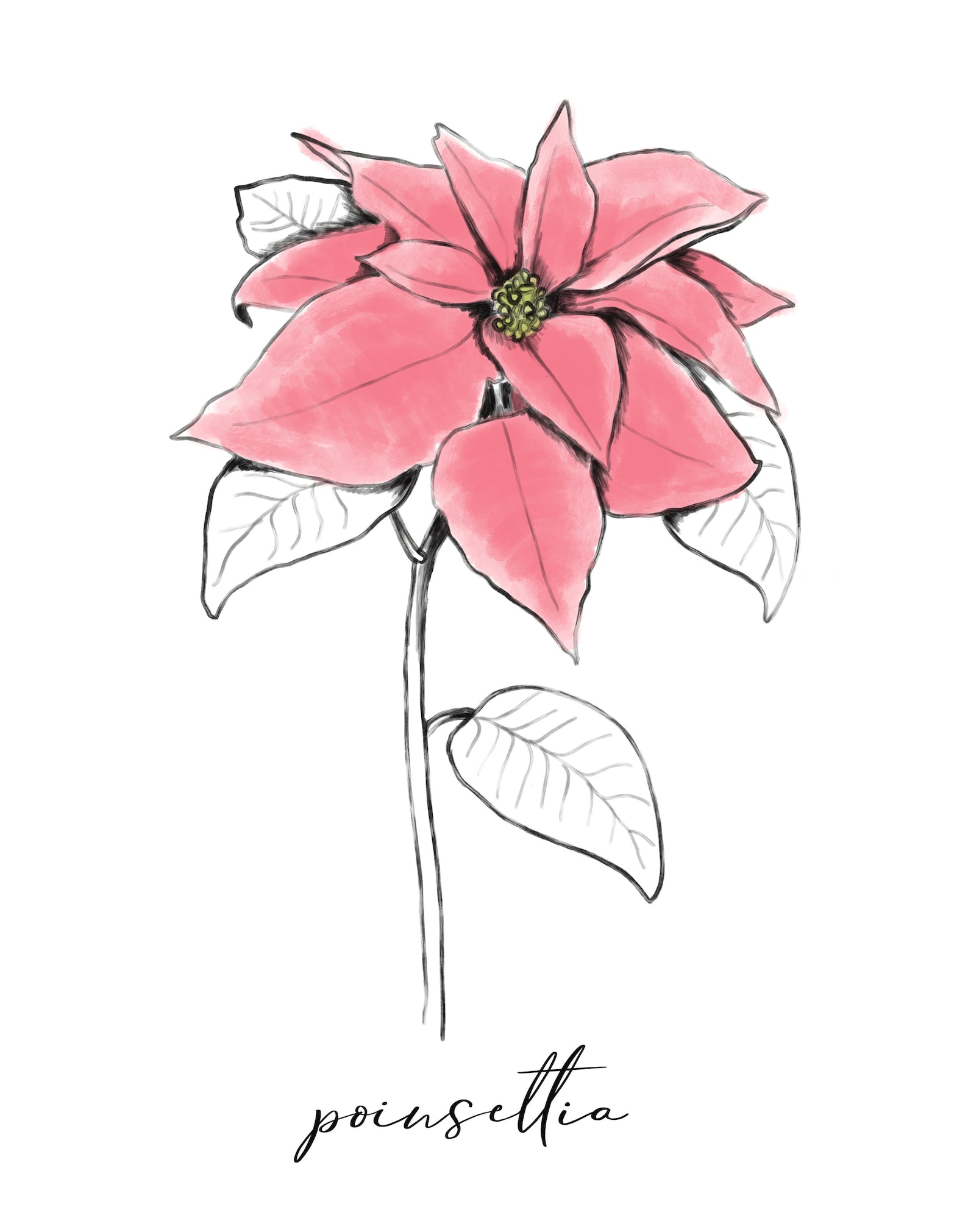 Red flower art print December birth month flower red flower Etsy