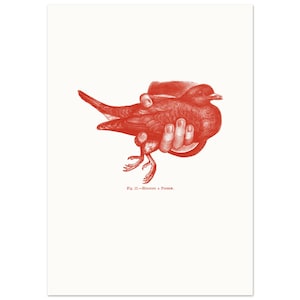 Puede incluir: Una ilustración en tinta roja sobre fondo blanco que representa una mano sosteniendo una paloma. La obra presenta un trabajo de línea detallado e incluye el texto "Fig. 17.—HOLDING A PIGEON." impreso en rojo bajo el sujeto central.