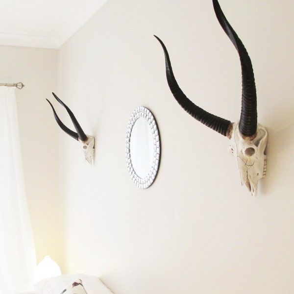 Animal Skull, Skull, African Decor, Skulls, Painted Skull, Antelope Skull, Antlers, Faux Taxidermy, Deer Skull, Animal Skulls, Deer Head,