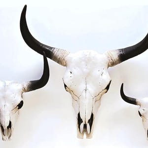 May include: Three white cow skulls with black horns are displayed against a white background. The skulls vary in size, with the largest in the center and the smallest on the right. The horns curve upwards.