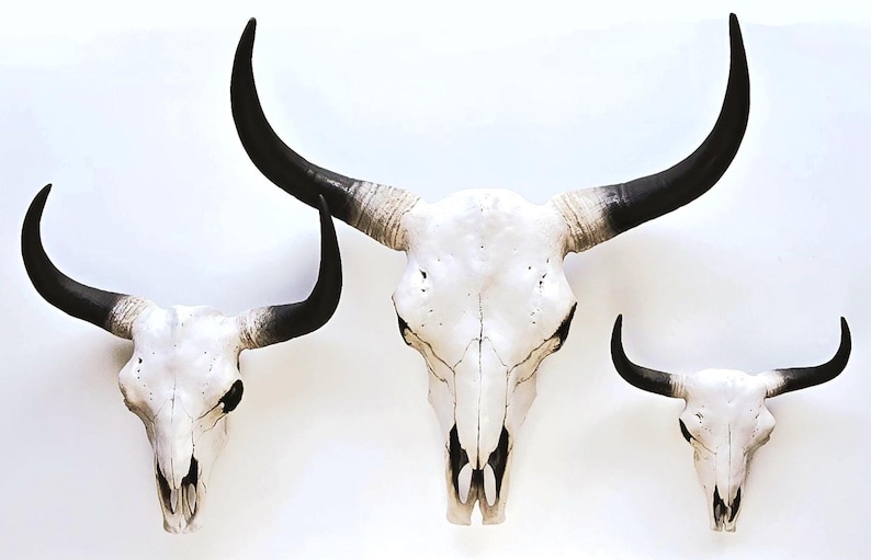 May include: Three white cow skulls with black horns are displayed against a white background. The skulls vary in size, with the largest in the center and the smallest on the right. The horns curve upwards.