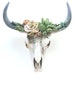 Succulent Cow Skull, Bull Skull, Faux Animal Skull, Cow Skull, Succulents, Faux Taxidermy, Skulls, Animal Skulls, Wall Decor, Cow Skulls, 