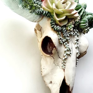 Resin Cow Skull with Succulents: Southwest Decor, Cowboy Ranch Art, Succulent Wall Art, image 2