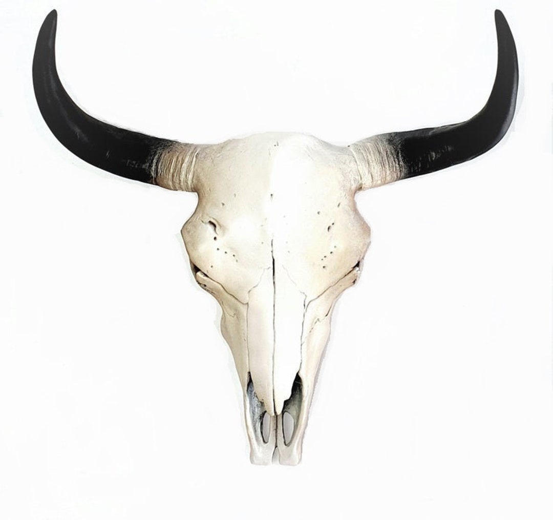 Skull Animal Skull Cow Skull Animal Skulls White Cow - Etsy Skull Animal Skull Cow Skull Animal Skulls White Cow - Etsy