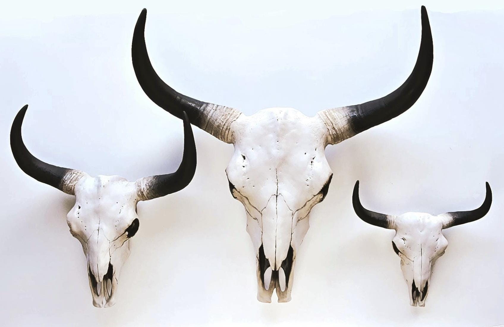 ヤギの頭蓋骨標本動物の頭蓋骨モデルグッズ小道具剥製用品アート骨獣医医学, image size:1696x1102