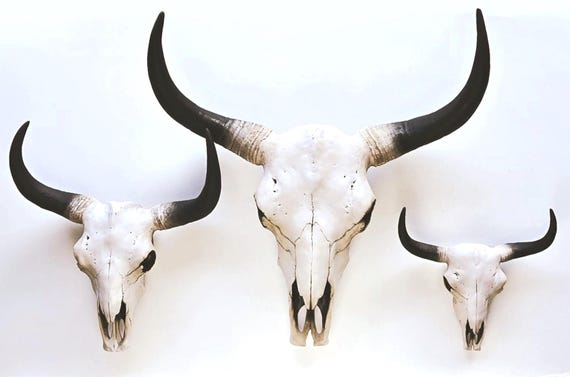 Cow skull バイソン 頭蓋骨 タイムレスなエレガンスを牛スカルに 法人