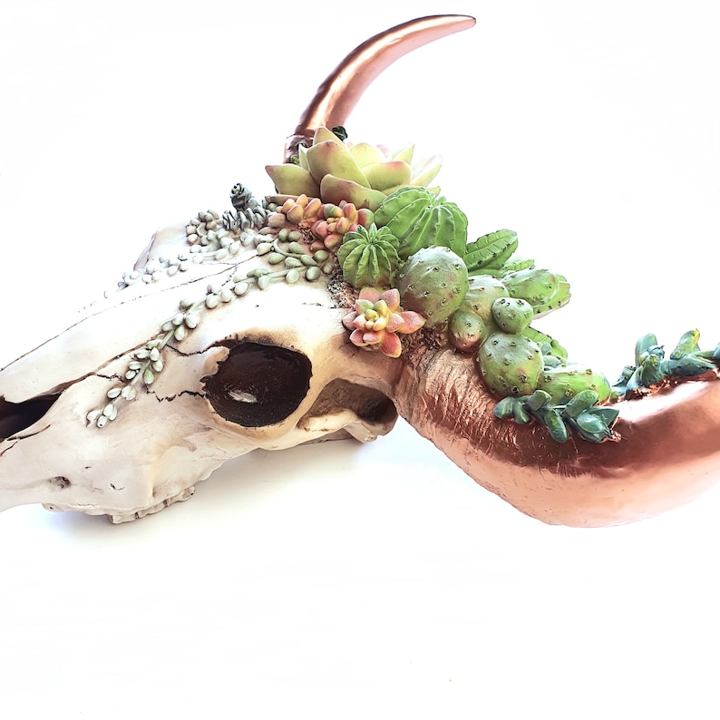 Bull Skull Succulent Decor Cow Skull Wall Decor Southwest Etsy