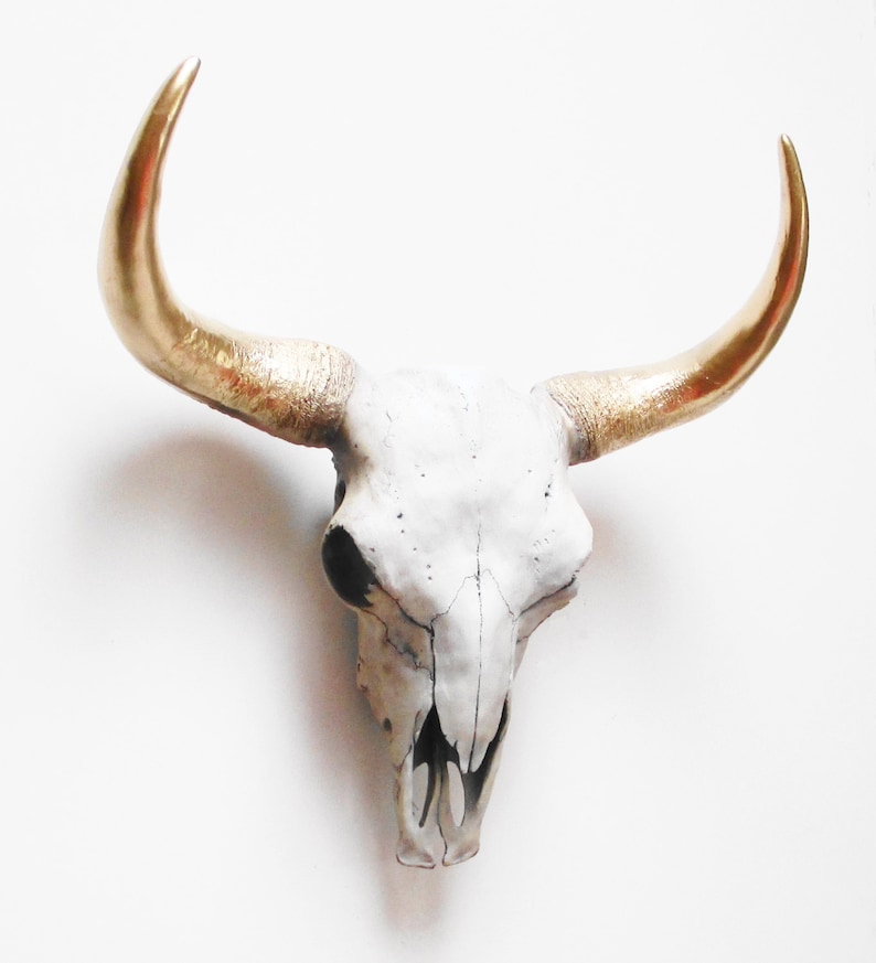 May include: A white cow skull with gold-painted horns. The skull has dark eye sockets and a detailed bone structure. This decorative piece is ideal for rustic or southwestern-themed home decor.