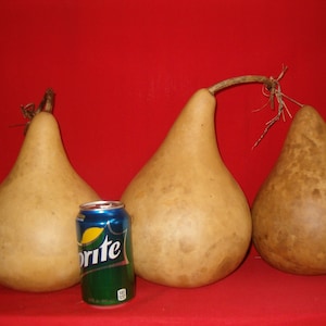 CALABAZAS 3 - 8 pulgadas, SEGUNDA calidad, Calabazas Martin (Secas y limpias)