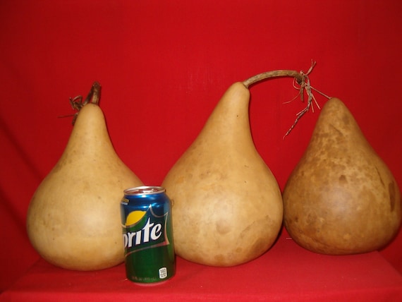 3 -  9 inch  Martin Gourds ( Dried & Cleaned)