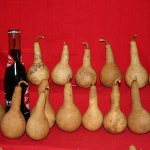 GOURDS 15  Mini Long Handle Dipper  Gourds ( Dried & Cleaned)