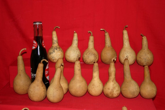 25  Mini Long Handle Dipper  Gourds ( Dried & Cleaned)