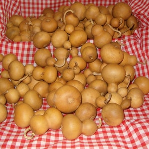 May include: A collection of dried gourds in various shapes and sizes, displayed on a red and white checkered tablecloth. The gourds are a light brown color and have a smooth, slightly textured surface.