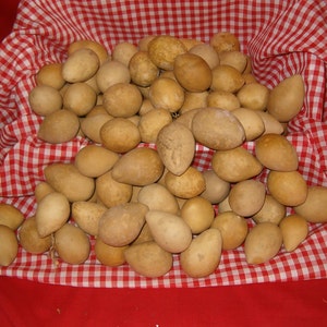 100 Quality SMALL Egg Gourds ( Dried & Cleaned)