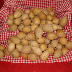 15 Quality LARGE Nest Egg Gourds ( Dried & Cleaned)