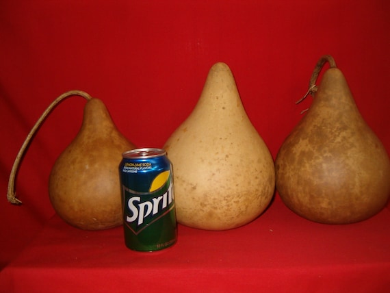 3 - 6 inch Quality Martin Gourds ( Dried & Cleaned)