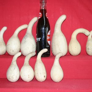 May include: A group of 10 white gourds arranged in a semi-circle on a red surface. A glass bottle of Dr Pepper is in the center of the gourds.