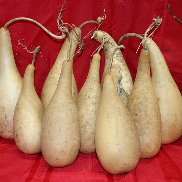 10  medium penguin/powder horn  Gourds ( Dried & Cleaned)