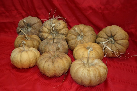 Group of 10 Cheese Gourds ( Dried & Cleaned)