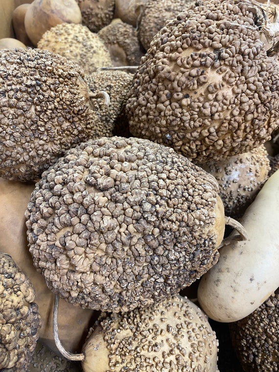 Group of 10 Warty Gourds ( Dried & Cleaned)