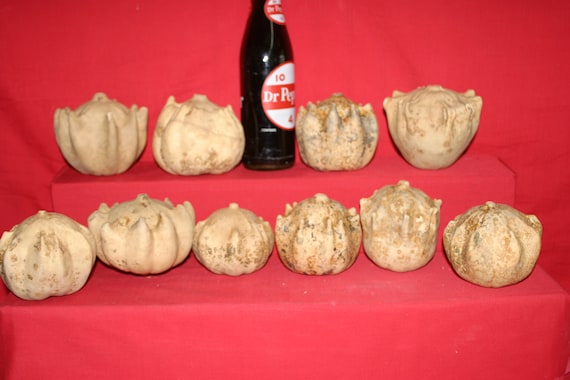 30 Crown of Thorn  Gourds ( Dried & Cleaned  )