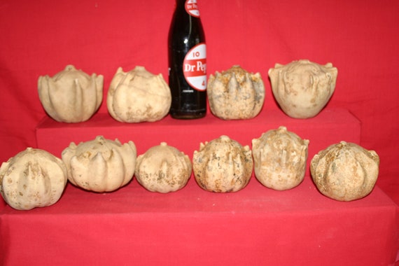 30 Crown of Thorn  Gourds ( Dried & Cleaned  )