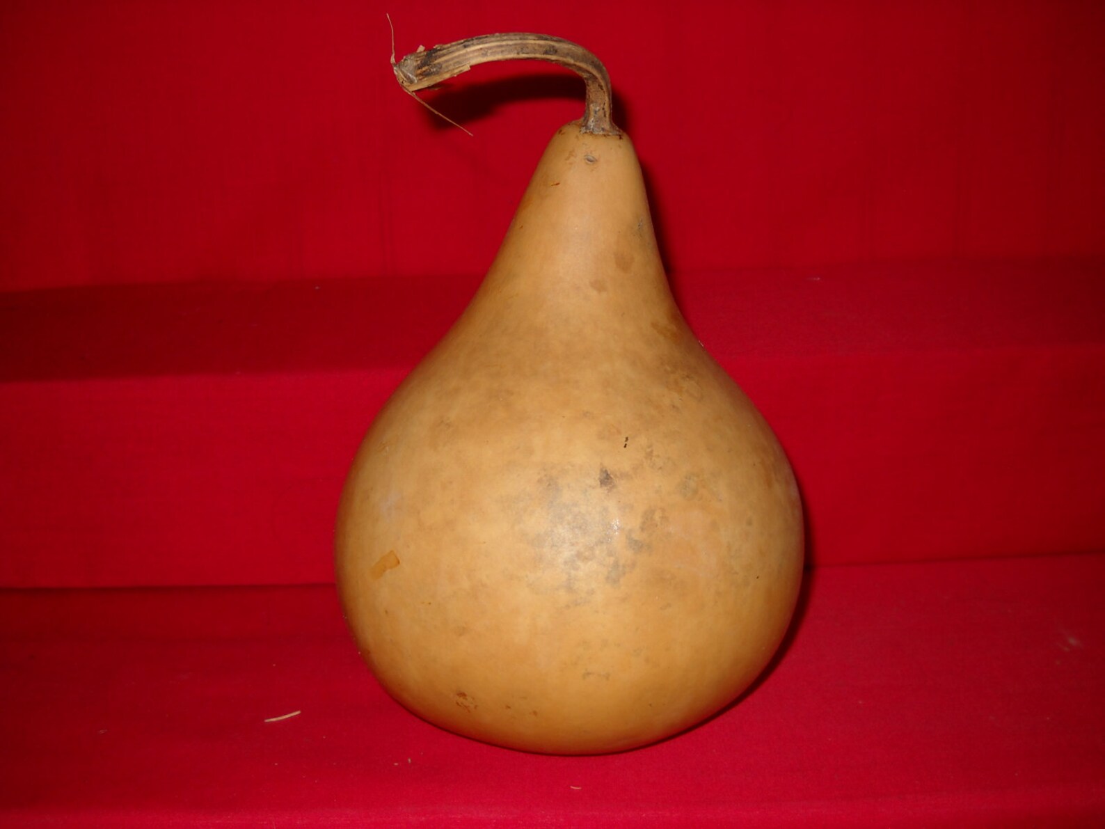 3 6 Inch 2nd Quality Martin Gourds Dried & Cleaned Etsy