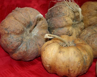 GOURDS Group of 5 Cheese  Gourds ( Dried & Cleaned)