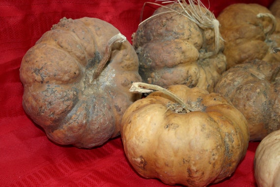 Group of 10 Cheese  Gourds ( Dried & Cleaned)