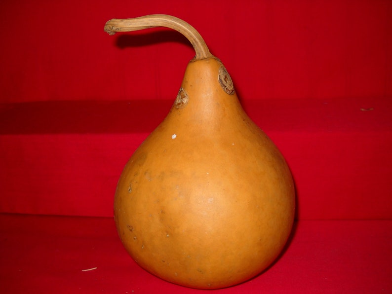 3 6 Inch 2nd Quality Martin Gourds Dried & Cleaned Etsy