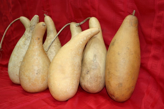 4  large  penguin/powder horn  Gourds ( Dried & Cleaned)