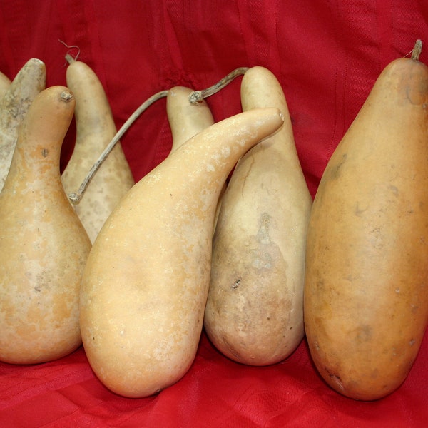 4  large  penguin/powder horn  Gourds ( Dried & Cleaned)