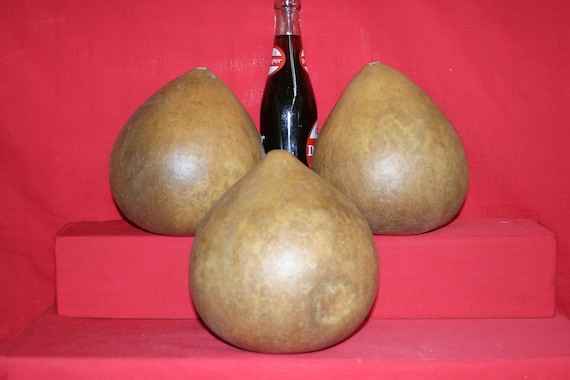 10 Copper Canyon Canteen Gourds ( Dried & Cleaned)