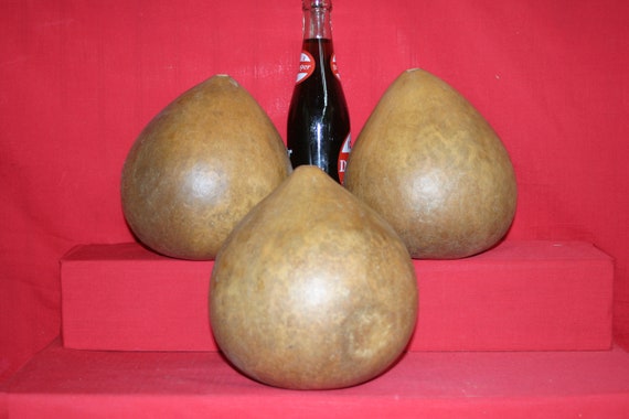 10 Copper Canyon Canteen Gourds ( Dried & Cleaned)