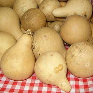 15 Quality Mini Pear Gourds (  Cleaned  and dried  )